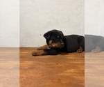 Small #1 Bernese Mountain Dog-Rottweiler Mix