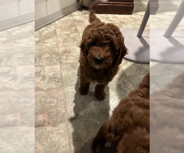 Medium Photo #2 Goldendoodle (Miniature) Puppy For Sale in PLATTE CITY, MO, USA