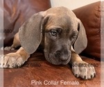 Puppy Pink Collar F Cane Corso