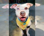 Small #2 American Pit Bull Terrier-Huskies  Mix