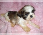 Small #3 Shih Tzu