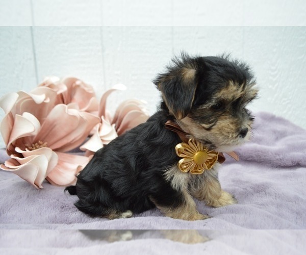 Medium Photo #3 Morkie Puppy For Sale in HONEY BROOK, PA, USA
