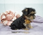 Small Photo #3 Morkie Puppy For Sale in HONEY BROOK, PA, USA