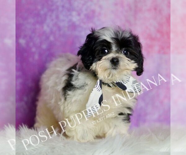 Medium Photo #4 Maltipoo (Miniature) Puppy For Sale in WARSAW, IN, USA