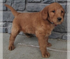 Labradoodle Puppy for sale in LUBLIN, WI, USA
