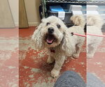 Small #2 Poochon