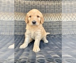 Small Photo #4 Goldendoodle Puppy For Sale in ELIZABETH, CO, USA