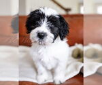 Small #7 Maltese Mix