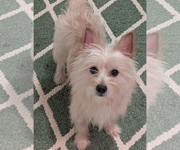 Medium Photo #3 Mutt Puppy For Sale in Greensboro, NC, USA