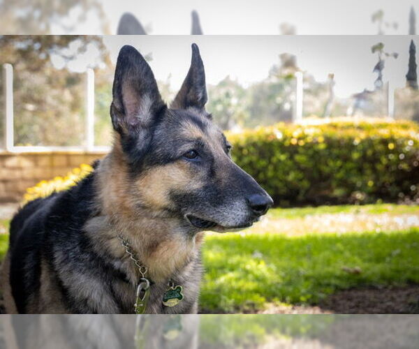 Medium Photo #2 German Shepherd Dog Puppy For Sale in San Diego, CA, USA