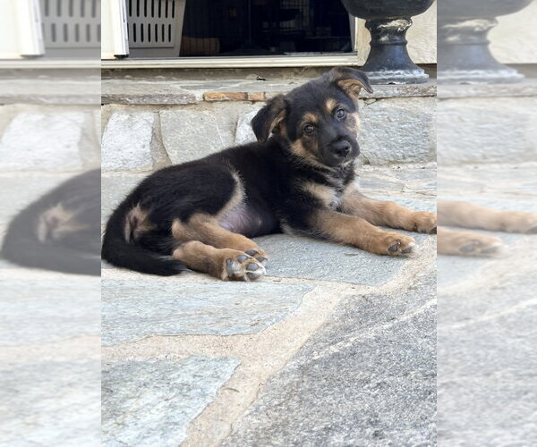 Medium Photo #2 German Shepherd Dog-Unknown Mix Puppy For Sale in Dana Point, CA, USA