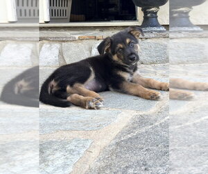 Malloy - Male German Shepherd Dog-Unknown Mix Dog for Adoption - Photo #2