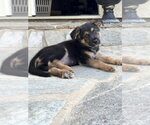 Small Photo #2 German Shepherd Dog-Unknown Mix Puppy For Sale in Dana Point, CA, USA