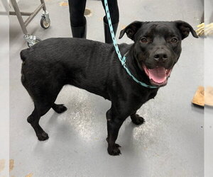 Rottweiler-Unknown Mix Dogs for adoption in Peoria, IL, USA