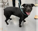 Small Rottweiler Mix