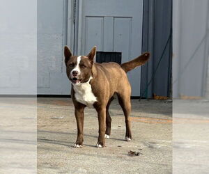 Mutt Dogs for adoption in Martinez, CA, USA