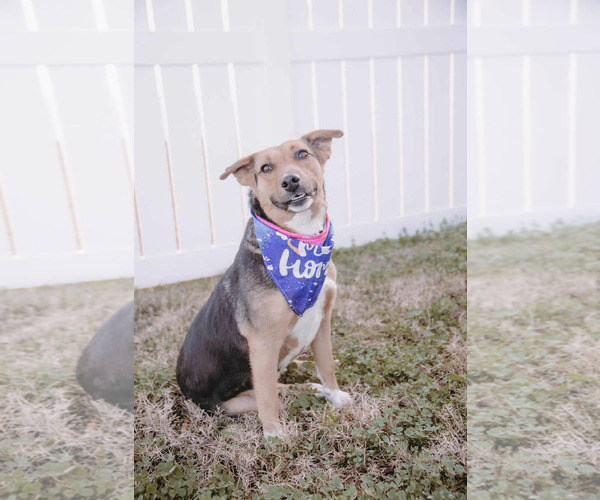 Medium Photo #15 Beagle-Collie Mix Puppy For Sale in Princeton, MN, USA