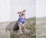 Small #14 Beagle-Collie Mix