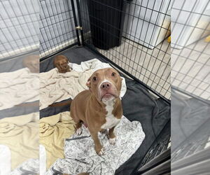 American Pit Bull Terrier Dogs for adoption in Oak Bluffs, MA, USA