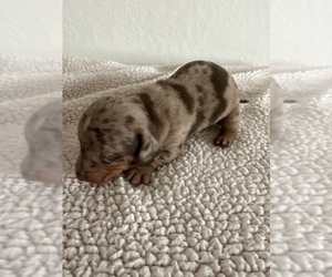 Medium Dachshund