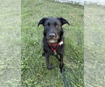 Millie - Female Mutt Dog for Adoption - Small photo