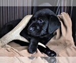 Small Photo #16 Labrador Retriever Puppy For Sale in STROUD, OK, USA