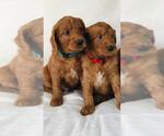 Small Photo #4 Goldendoodle Puppy For Sale in HAPPYLAND, MN, USA