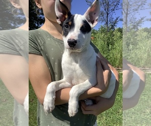 Australian Cattle Dog-Border Collie Mix Puppy for sale in HILLSBORO, WI, USA