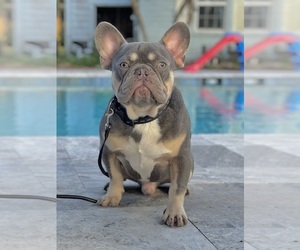 Father of the French Bulldog puppies born on 05/20/2025