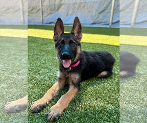 German Shepherd Dog-Unknown Mix Dogs for adoption in Woodbury, NY, USA