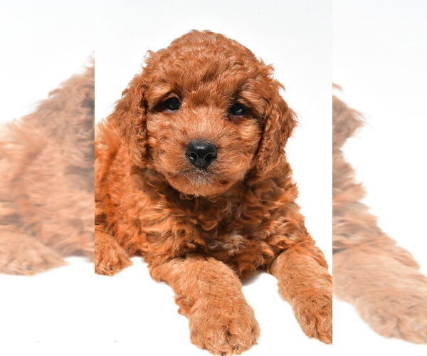 Medium Photo #52 Goldendoodle mix (+ Poodle Miniature) Puppy For Sale in DURHAM, CT, USA