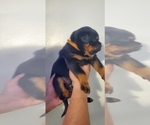 Small Photo #14 Rottweiler Puppy For Sale in SAN BERNARDINO, CA, USA