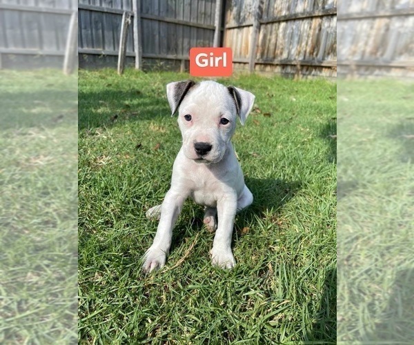 Medium Photo #2 American Staffordshire Terrier Puppy For Sale in Frankston, Victoria, Australia