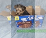 Small Photo #251 Yorkshire Terrier Puppy For Sale in AKRON, OH, USA