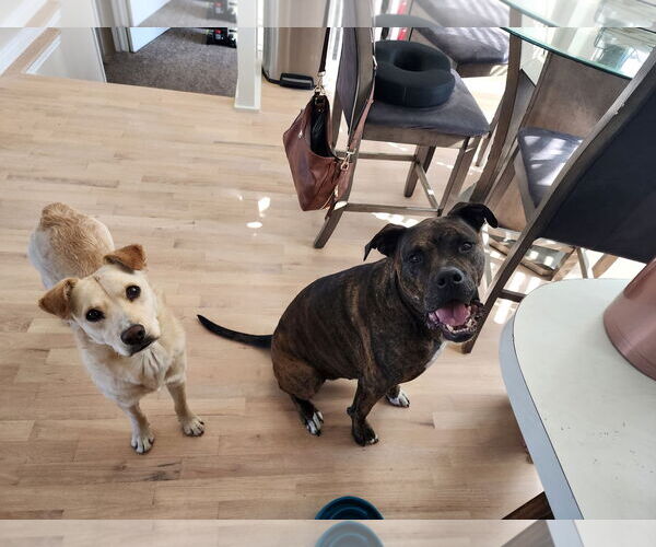 Medium Photo #6 Collie-Unknown Mix Puppy For Sale in Sandy, UT, USA