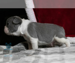 Small Photo #8 French Bulldog Puppy For Sale in SPOKANE, WA, USA