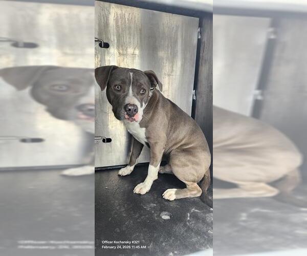 Medium Photo #1 American Staffordshire Terrier-Unknown Mix Puppy For Sale in San Antonio, TX, USA