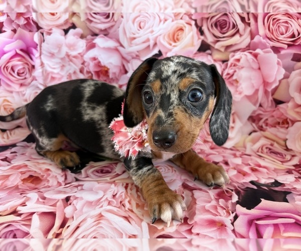 Medium Photo #1 Dachshund Puppy For Sale in CENTER HILL, FL, USA