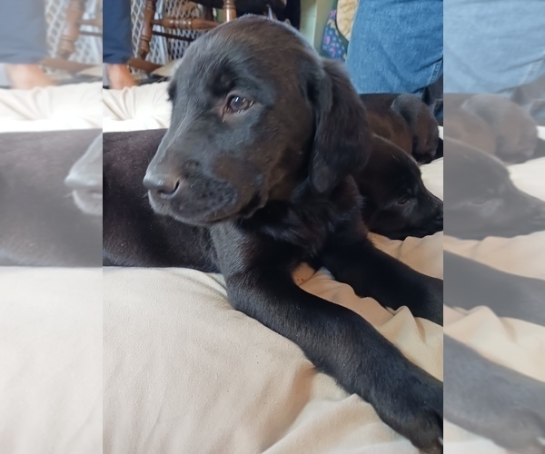 Medium Photo #32 English Cream Golden Retriever-Newfoundland Mix Puppy For Sale in SHEBOYGAN FALLS, WI, USA