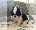 Small Photo #5 Japanese Chin Puppy For Sale in SEABECK, WA, USA