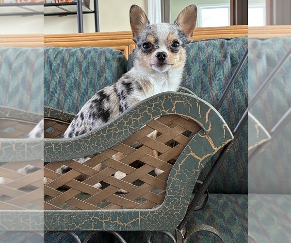 Medium Photo #2 Chihuahua Puppy For Sale in NEWVILLE, PA, USA