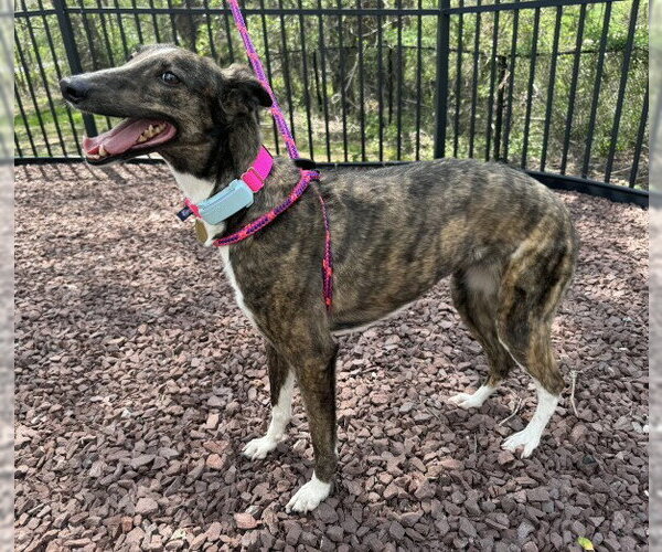 Medium Photo #3 Whippet Puppy For Sale in Cherry Hill, NJ, USA