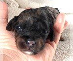 Small Photo #14 Cavapoo Puppy For Sale in CARLISLE, KY, USA