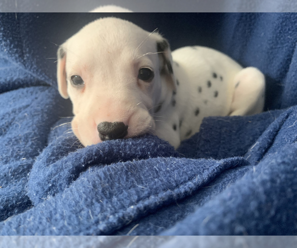 Medium Photo #4 Dalmatian Puppy For Sale in MERRITT IS, FL, USA