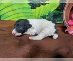Small Photo #5 Bernedoodle (Miniature) Puppy For Sale in COLORADO SPRINGS, CO, USA