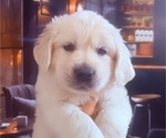 Small #27 English Cream Golden Retriever