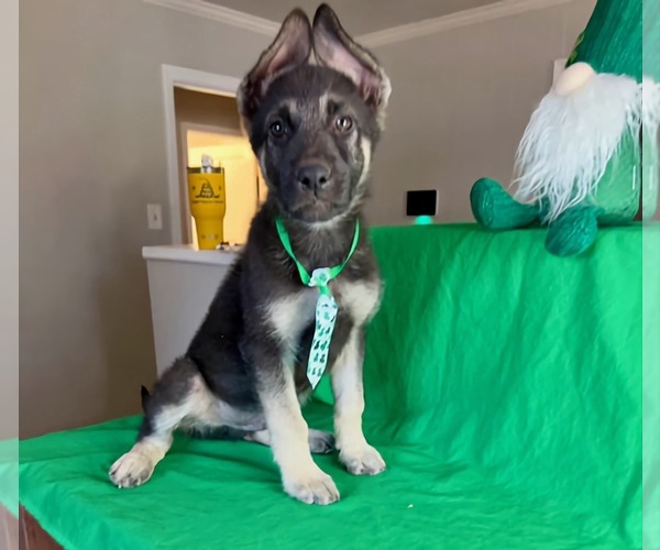 Medium Photo #1 German Shepherd Dog Puppy For Sale in DENTON, TX, USA