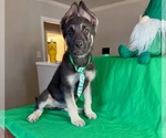Small Photo #1 German Shepherd Dog Puppy For Sale in DENTON, TX, USA