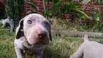 Small Photo #13 Weimaraner Puppy For Sale in UNION GROVE, AL, USA