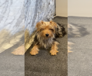 Yorkshire Terrier Puppy for Sale in MOUNT CARMEL, Pennsylvania USA
